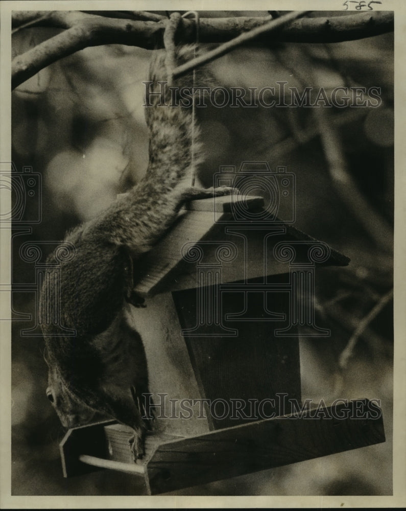  Press Photo Squirrel over a bird house- Historic Images