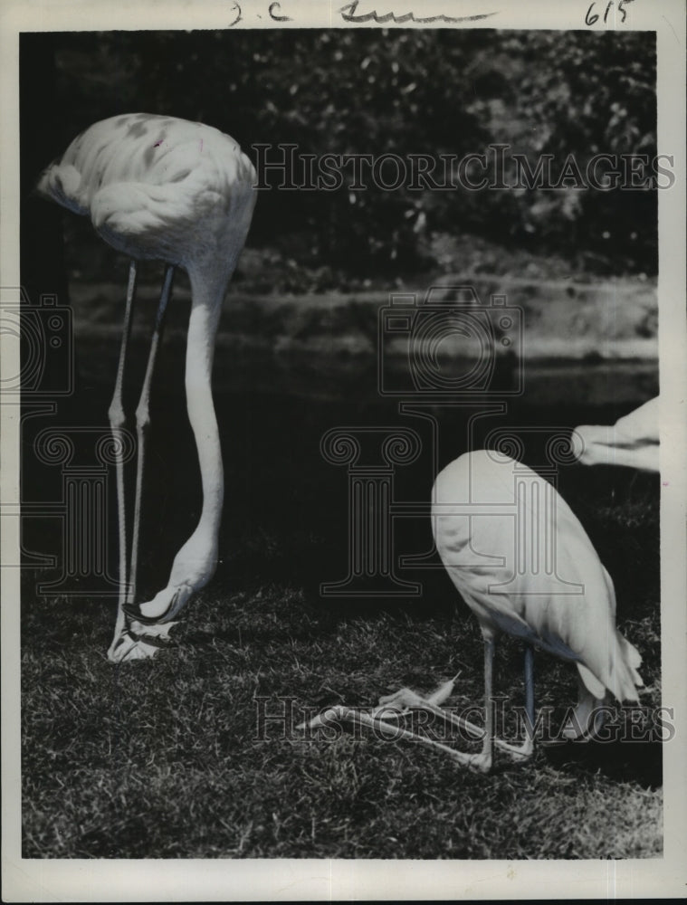 1952 Press Photo Flamingos, one showing more neck than anyone at London Zoo