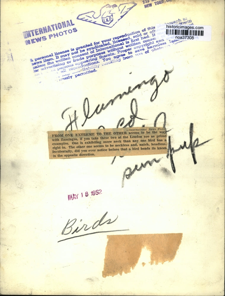 1952 Press Photo Flamingos, one showing more neck than anyone at London Zoo