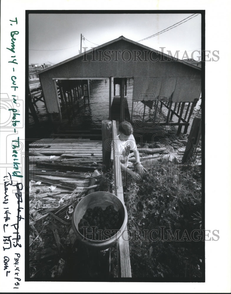  Press Photo T. Bemy, 14, picking black berries- Historic Images