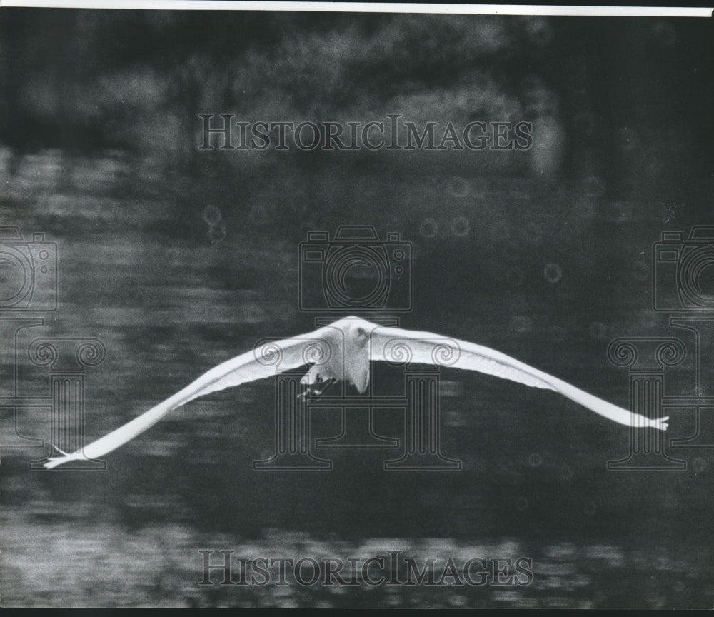  Press Photo Great Egret- Historic Images