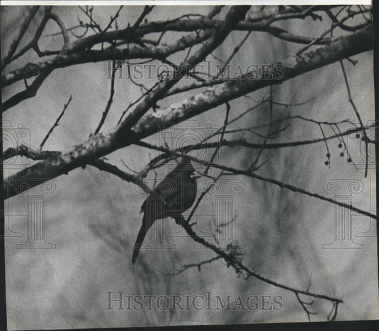  Press Photo Cardinal in a tree branch- Historic Images