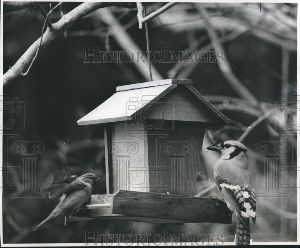  Press Photo Birds looking at their new birdhouse - Historic Images