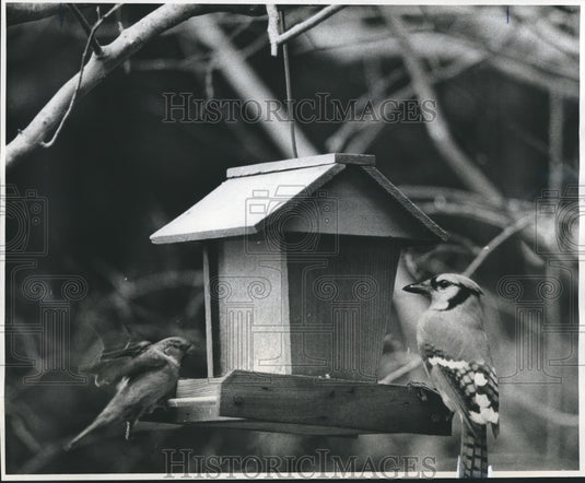  Press Photo Birds looking at their new birdhouse - Historic Images