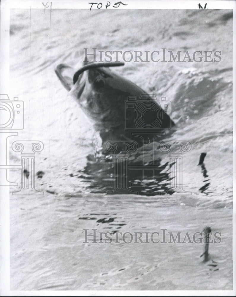 1968 Press Photo Bass Fish Emerging from Water on a Hook - noa51600- Historic Images