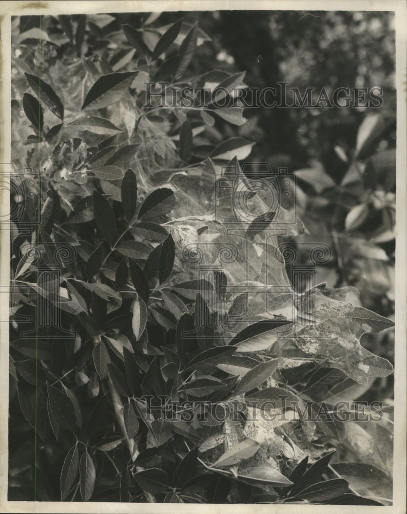 1967 Press Photo Caterpillars on tree in Jasmine Street in Gentilly- Historic Images