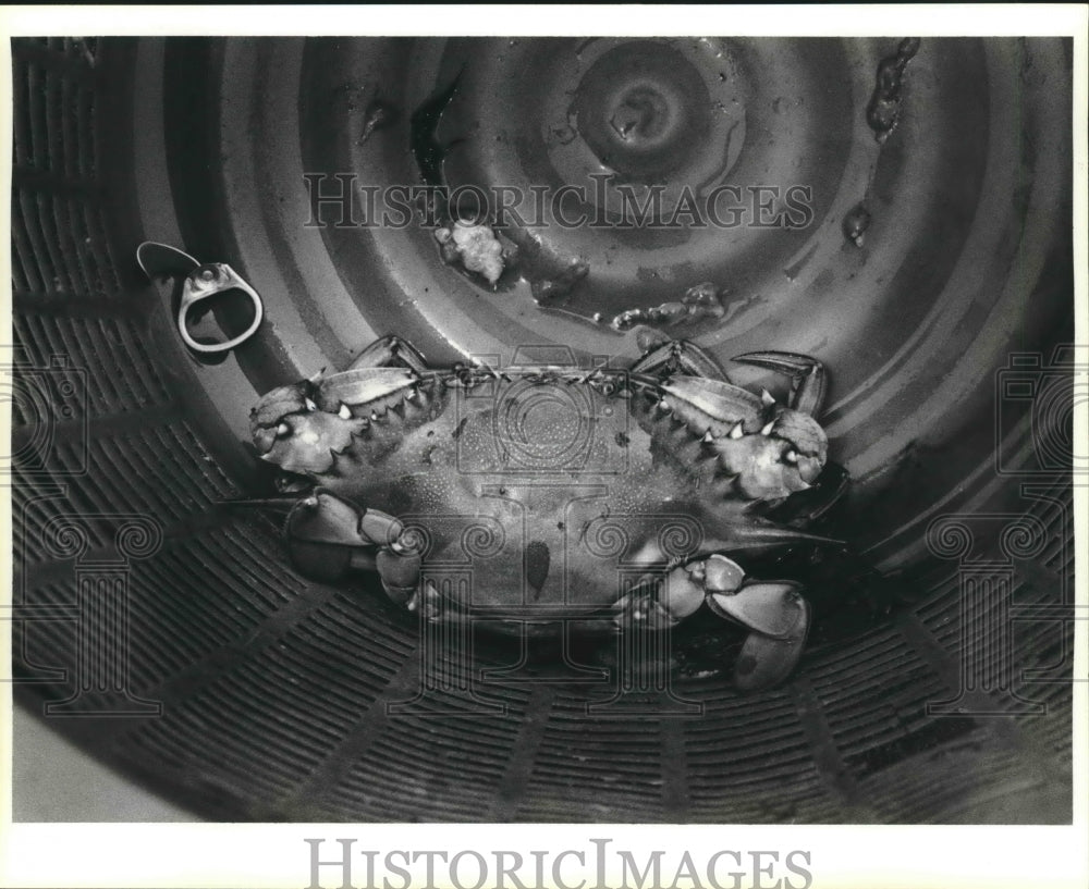  Press Photo Crab inside Bucket- Historic Images