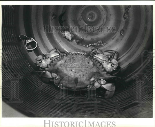  Press Photo Crab inside Bucket- Historic Images