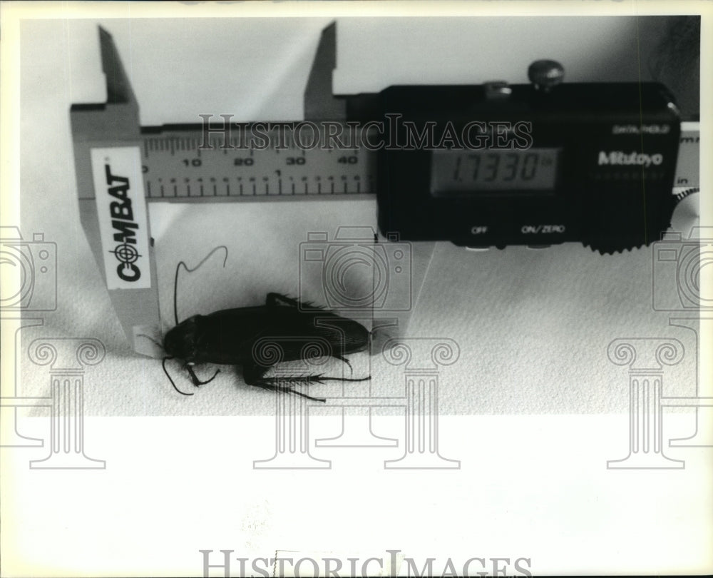 1991 Press Photo Combat quest for World&#39;s largest roach was 1.73 inch entry- Historic Images