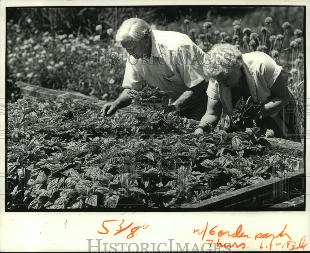 1981 Press Photo Dawson and Ruth Waits pick basil from Hands on Garden- Historic Images