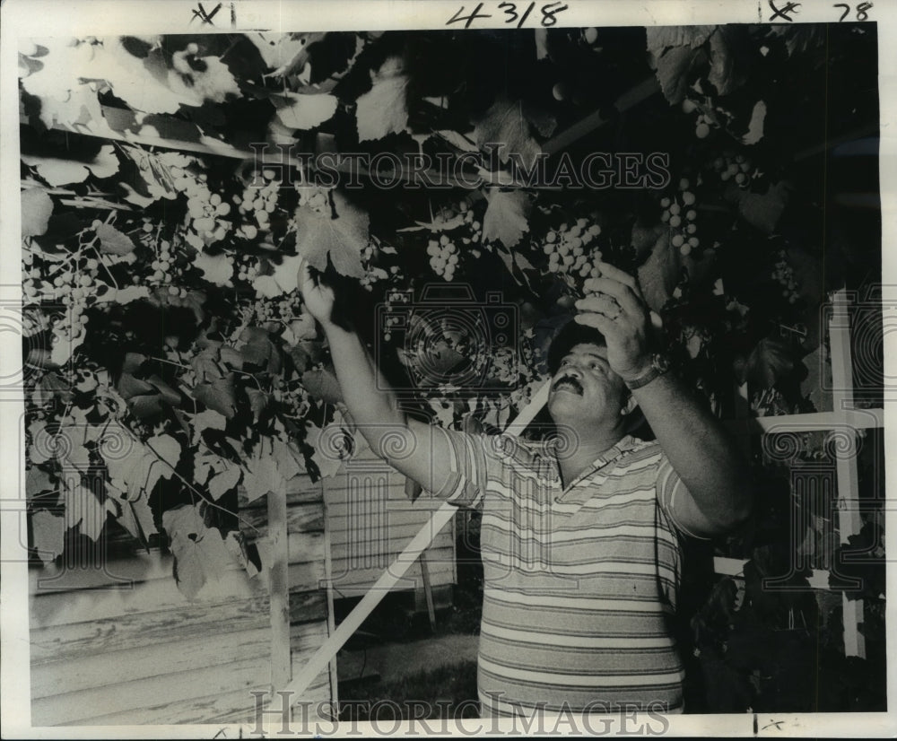 1977 Press Photo Mr. Gilbert Maxwell at Grape Vine Garden in Vacant Lot- Historic Images