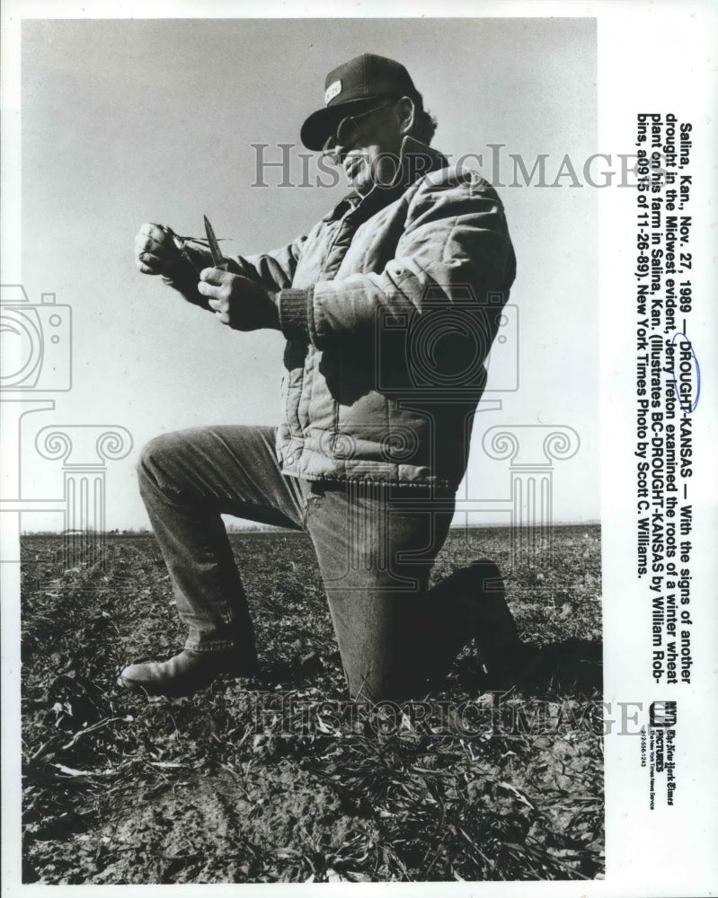 1989 Press Photo Jerry Ireton examines roots of a winter wheat plant on his Farm- Historic Images