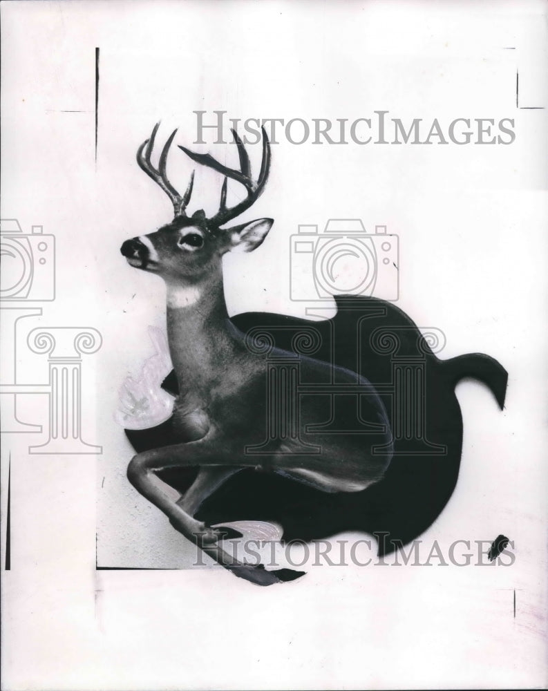 1970 Press Photo Jumping deer trophy shot by Conn- Historic Images