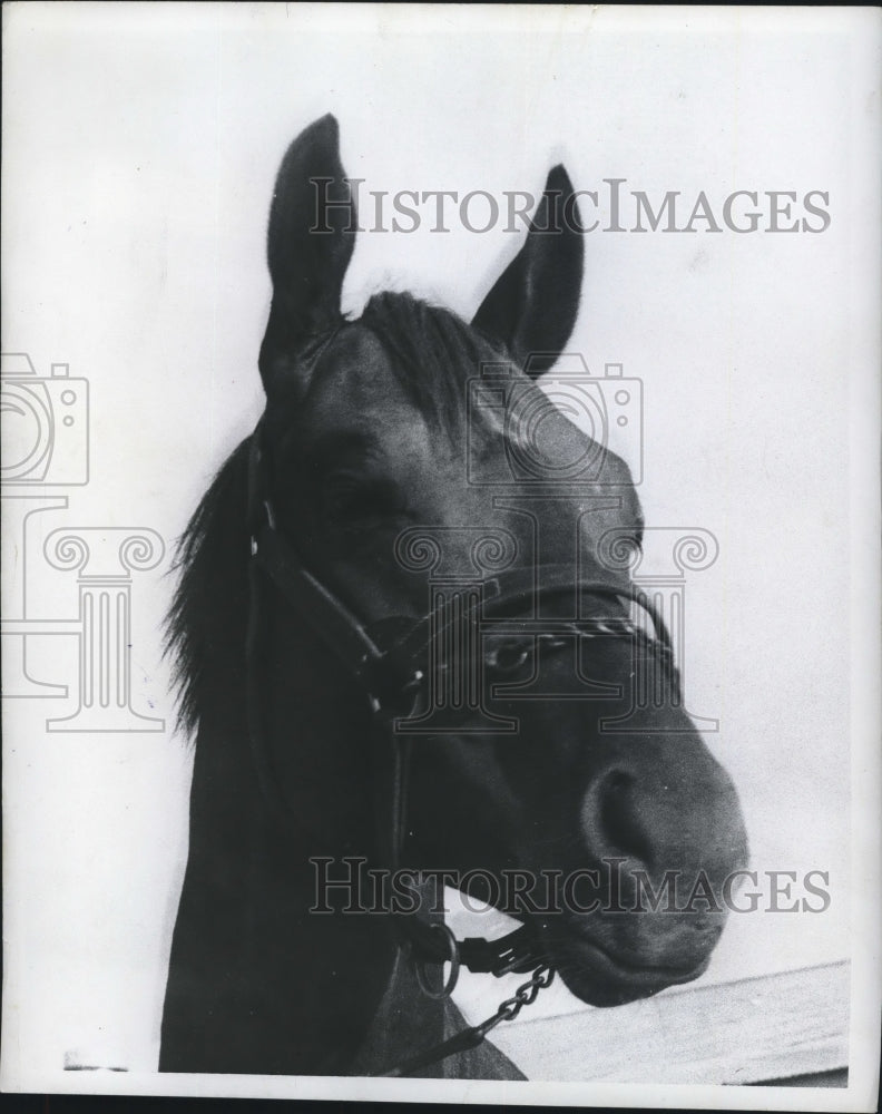  Press Photo This is Coaltown&#39;s $45,000 colt. - Historic Images