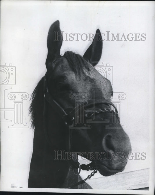  Press Photo This is Coaltown's $45,000 colt. - Historic Images