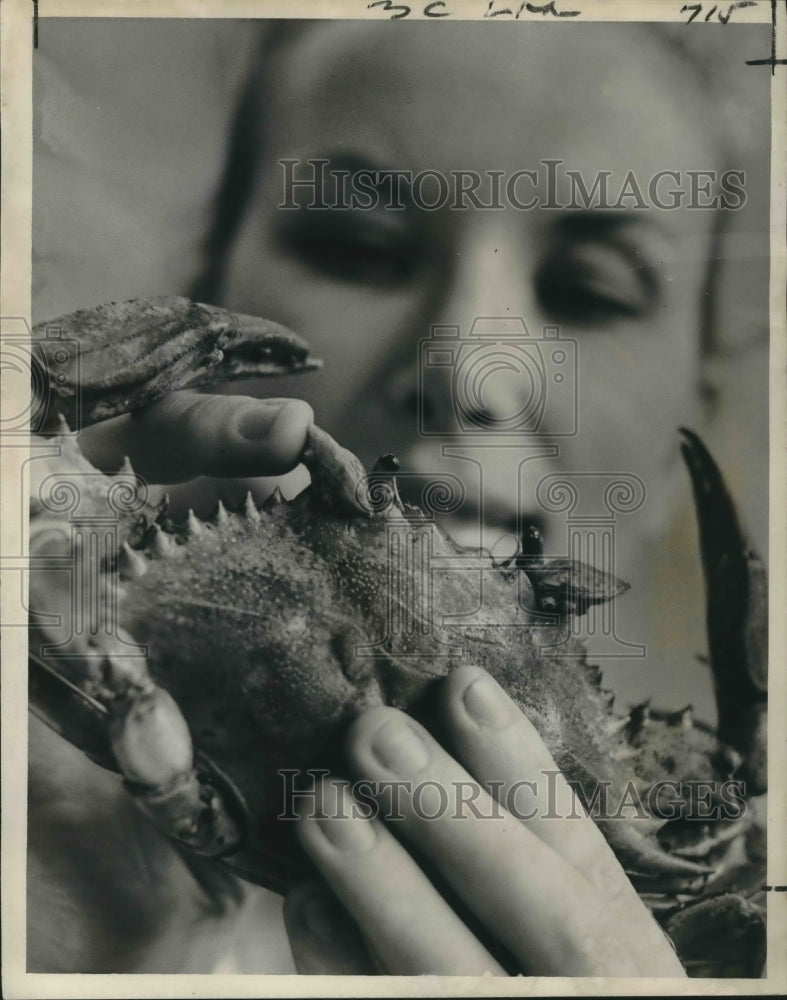 1967 Press Photo Joe Petrossi noticed small oyster attached to crabs  - Historic Images