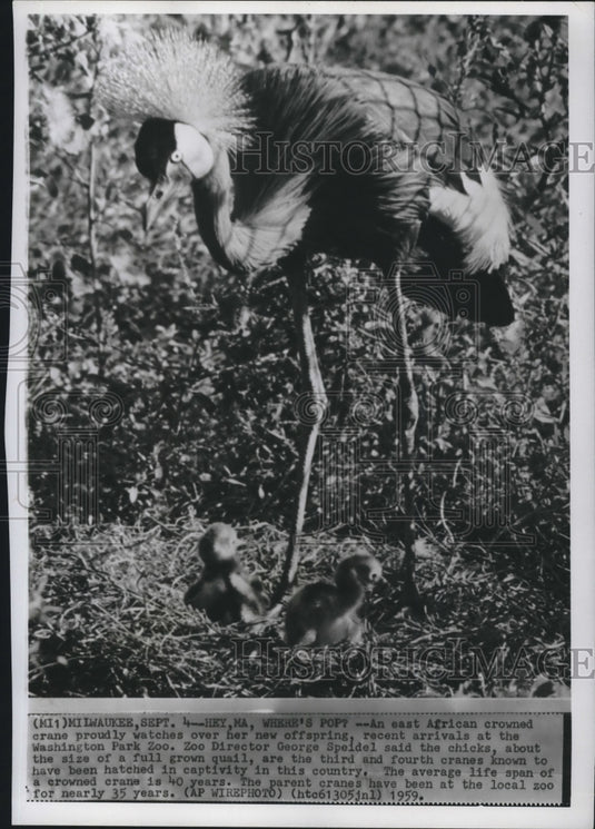 1959 Press Photo East African crowned crane and offspring at Washington Park Zoo- Historic Images