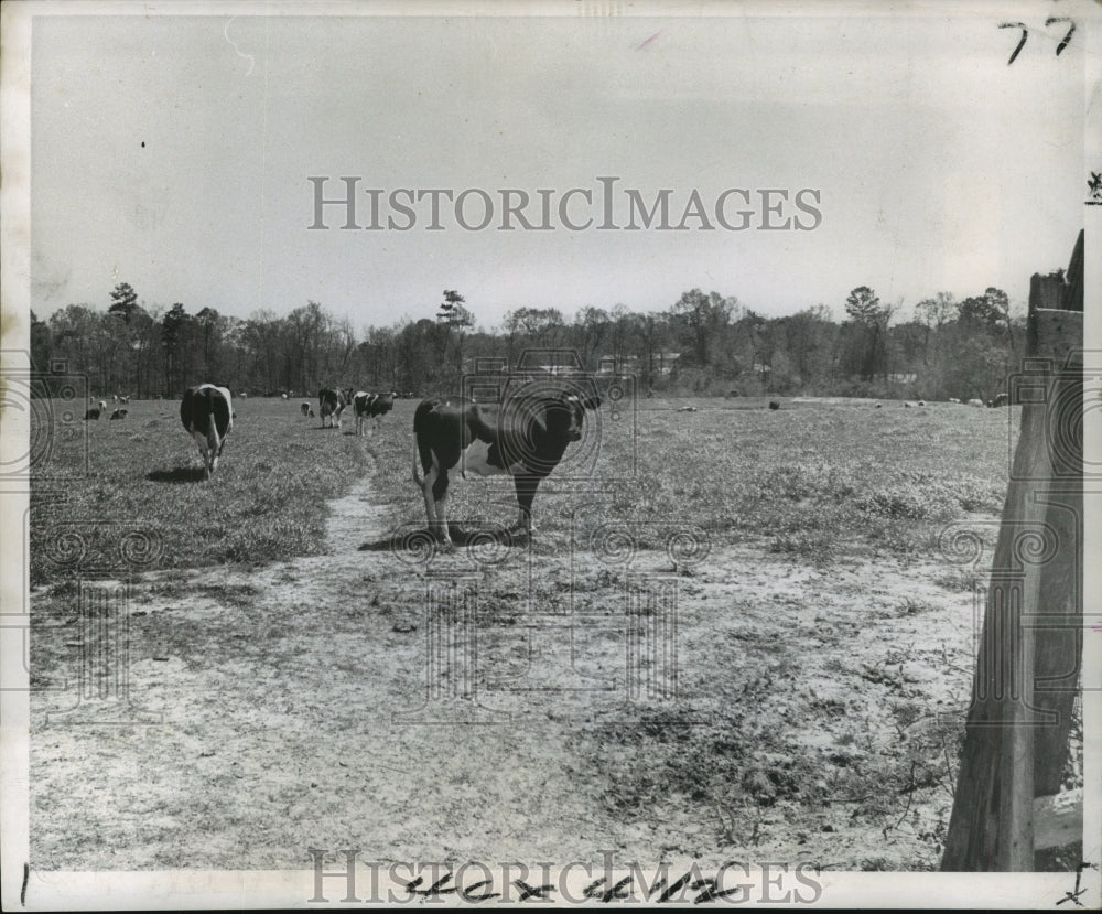 1969 Press Photo Earl Bankston's Holstein milk cows.- Historic Images