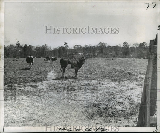 1969 Press Photo Earl Bankston's Holstein milk cows.- Historic Images