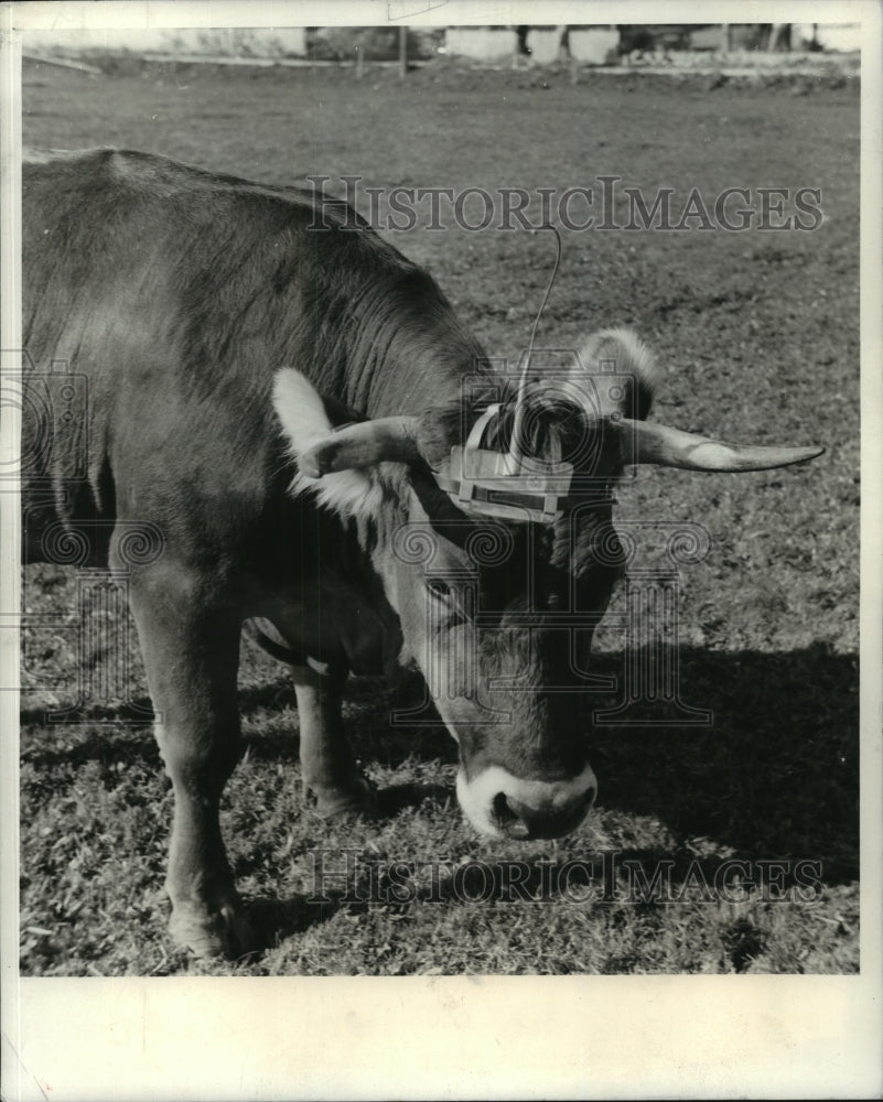 1968 Press Photo A cow in Allagau, Germany wears special electric sensors- Historic Images