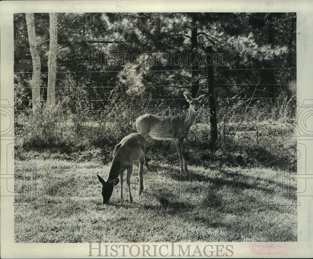 1964 Press Photo A buck grazes as a doe peers at camera at Red Creek Wildlife