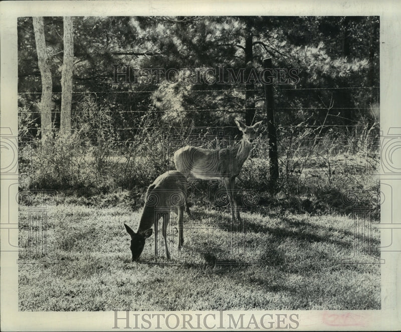 Load image into Gallery viewer, 1964 Press Photo A buck grazes as a doe peers at camera at Red Creek Wildlife
