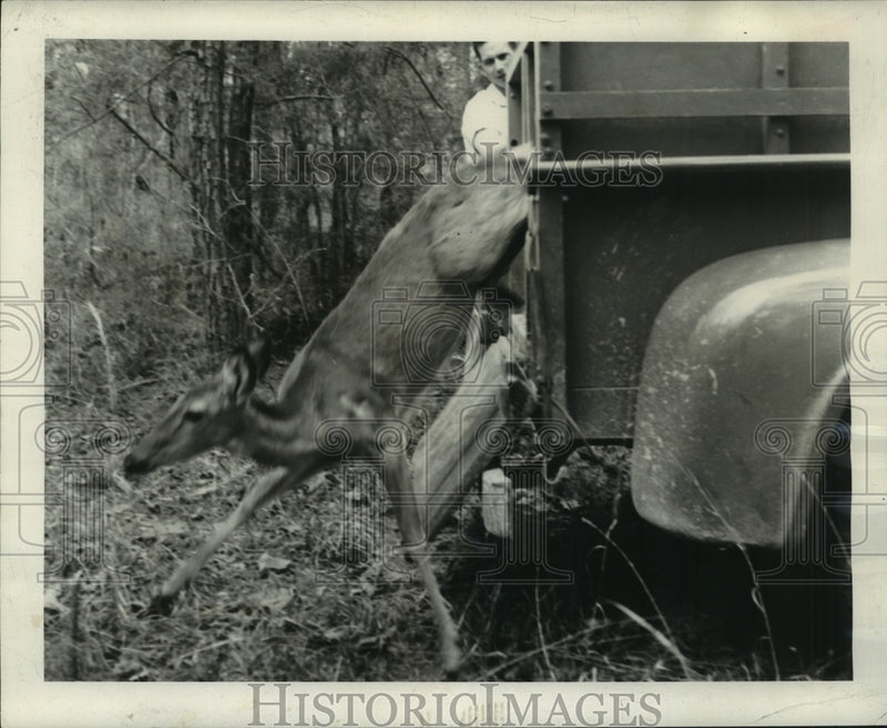 Load image into Gallery viewer, 1965 Press Photo Deer Released As Part of Deer Relocation Project, Louisiana
