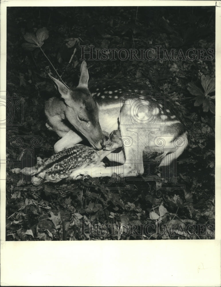 1981 Press Photo Mama Deer cleaning her Newborn Fawn - Historic Images