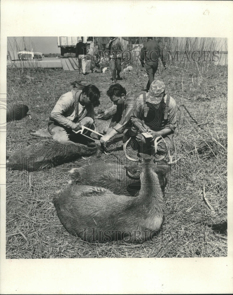 1967 Press Photo State workers cutting off the Antlers of deer for safety