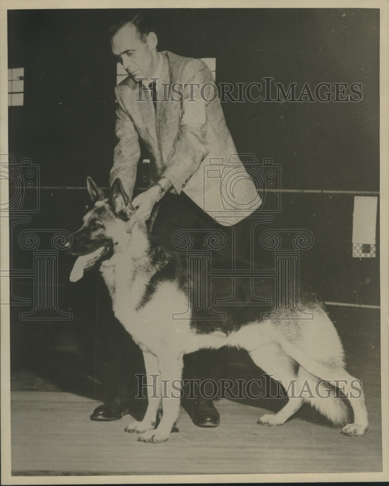 Load image into Gallery viewer, 1969 Press Photo Lasso vom Tollensestrand, American Kennel Club Champion
