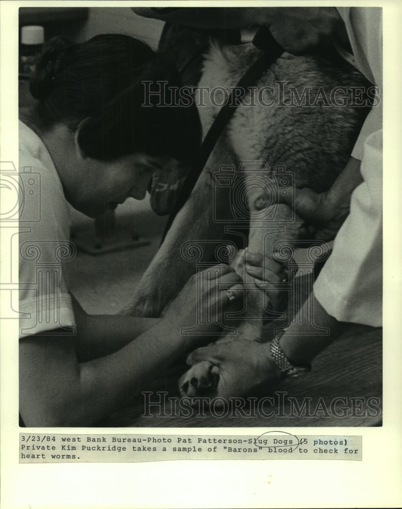 1984 Press Photo Kim Puckridge takes a sample of &quot;Barons&quot; blood for Heart Worms- Historic Images