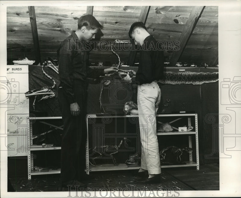 Load image into Gallery viewer, 1963 Press Photo Daryl and James Fisackerly look at turtle head - noa93191
