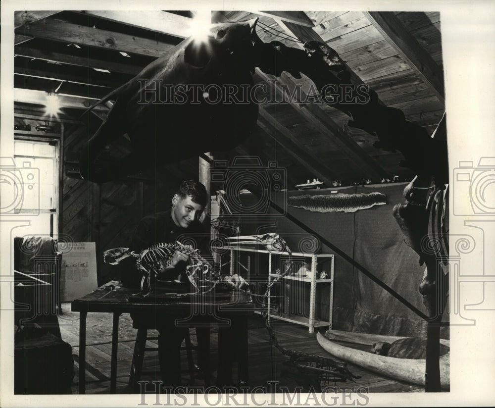 1963 Press Photo Dary Demning working on Nutria skeleton - noa93196
