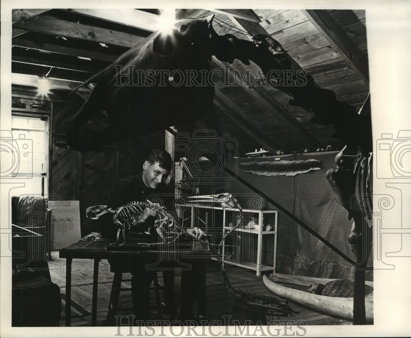 Load image into Gallery viewer, 1963 Press Photo Dary Demning working on Nutria skeleton - noa93196
