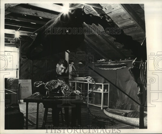 1963 Press Photo Dary Demning working on Nutria skeleton - noa93196