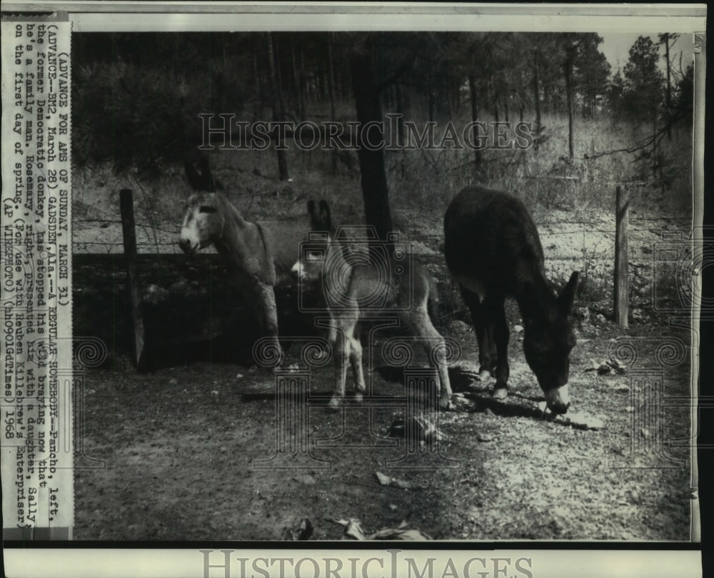 1968 Press Photo Former Democratic donkey Pancho and other donkeys at a farm