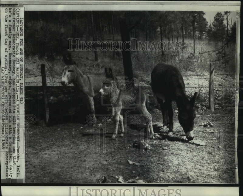 Load image into Gallery viewer, 1968 Press Photo Former Democratic donkey Pancho and other donkeys at a farm

