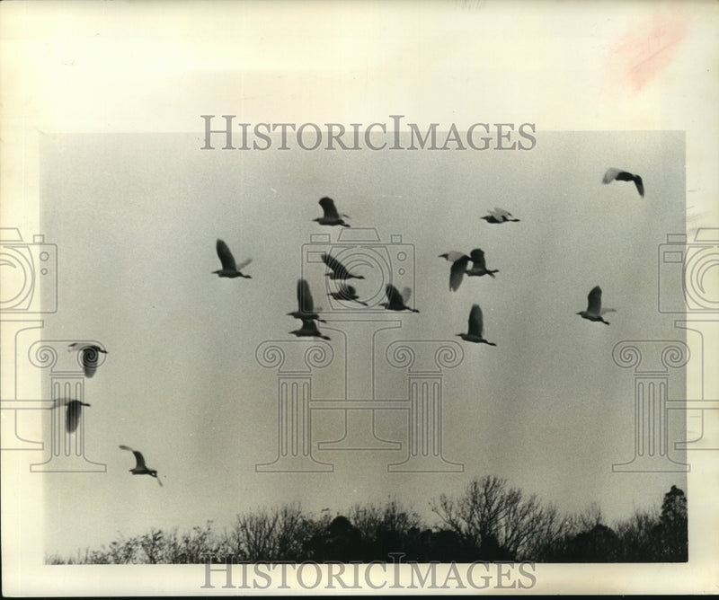 Load image into Gallery viewer, 1965 Press Photo Flock of birds flying over Terrytown - noa93273
