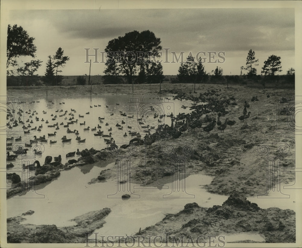 1960 Press Photo Ducks in Muddy Pond - noa93446