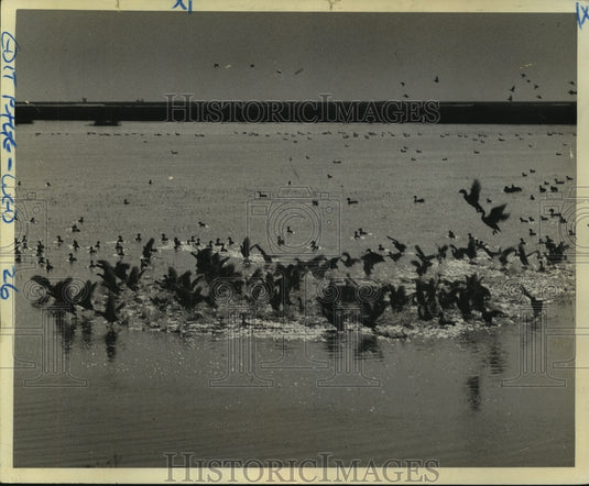 1964 Press Photo Ducks enjoying the water in improved habitat. - noa93455
