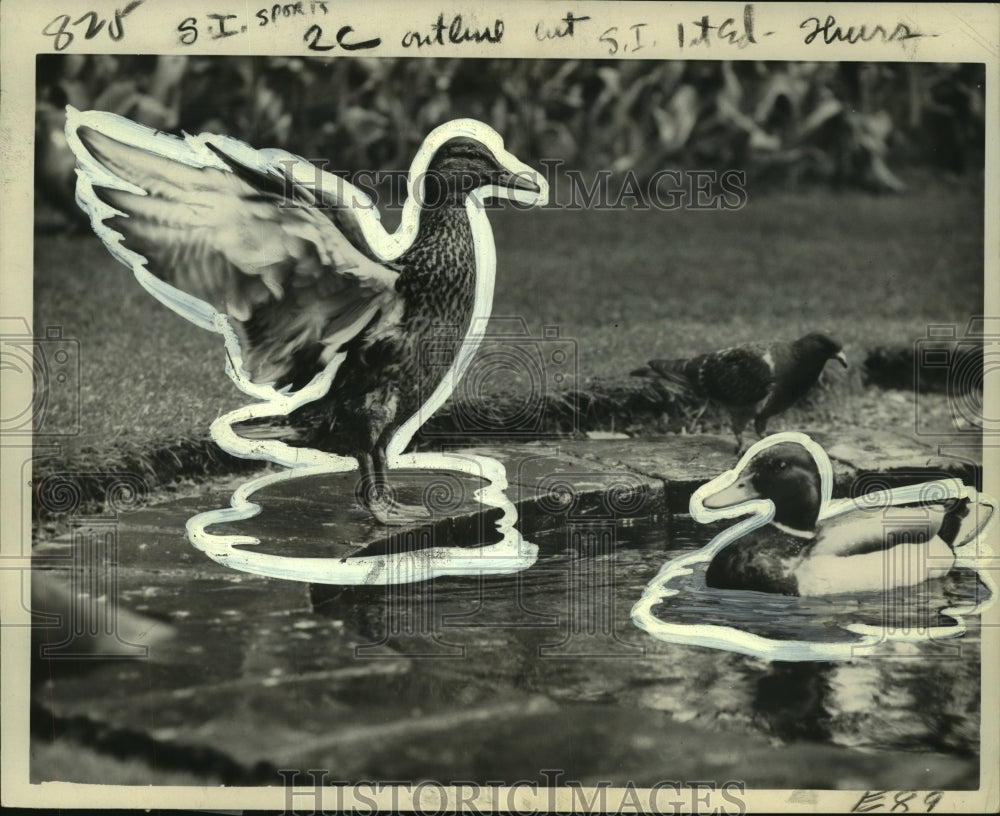 1961 Press Photo Stuck-Up Duck poses on pond at London&#39;s Embankment Gardens.