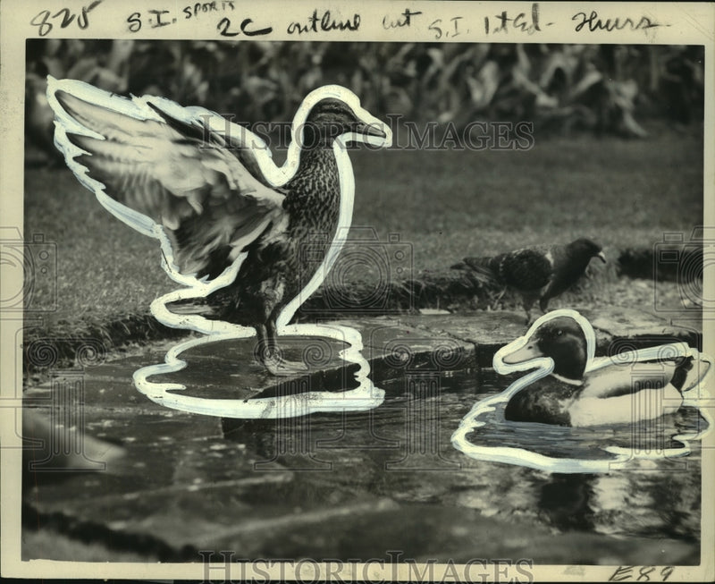 Load image into Gallery viewer, 1961 Press Photo Stuck-Up Duck poses on pond at London's Embankment Gardens.
