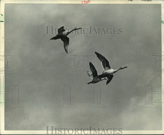 1967 Press Photo Pintail ducks in flight.- Historic Images