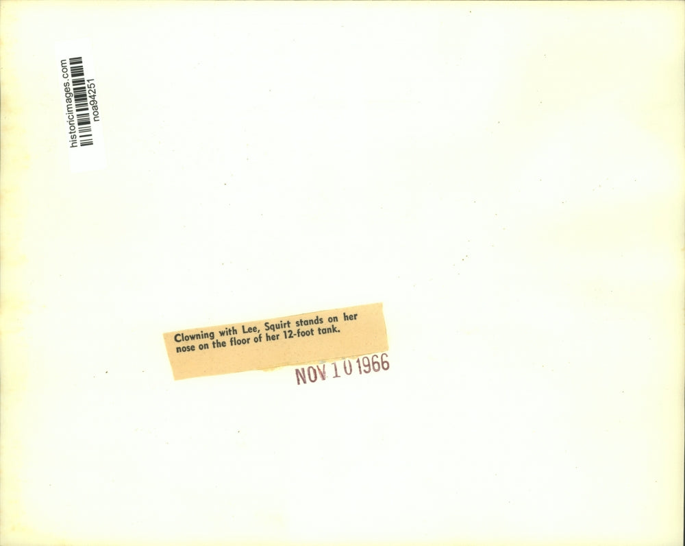 1966 Press Photo Squirt, a Dolphin Does Tricks in Tank - noa94251