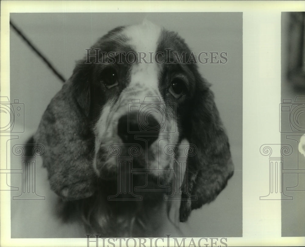 1990 Press Photo Pure-bred cocker spaniel, Frosty available at Slidell Shelter- Historic Images