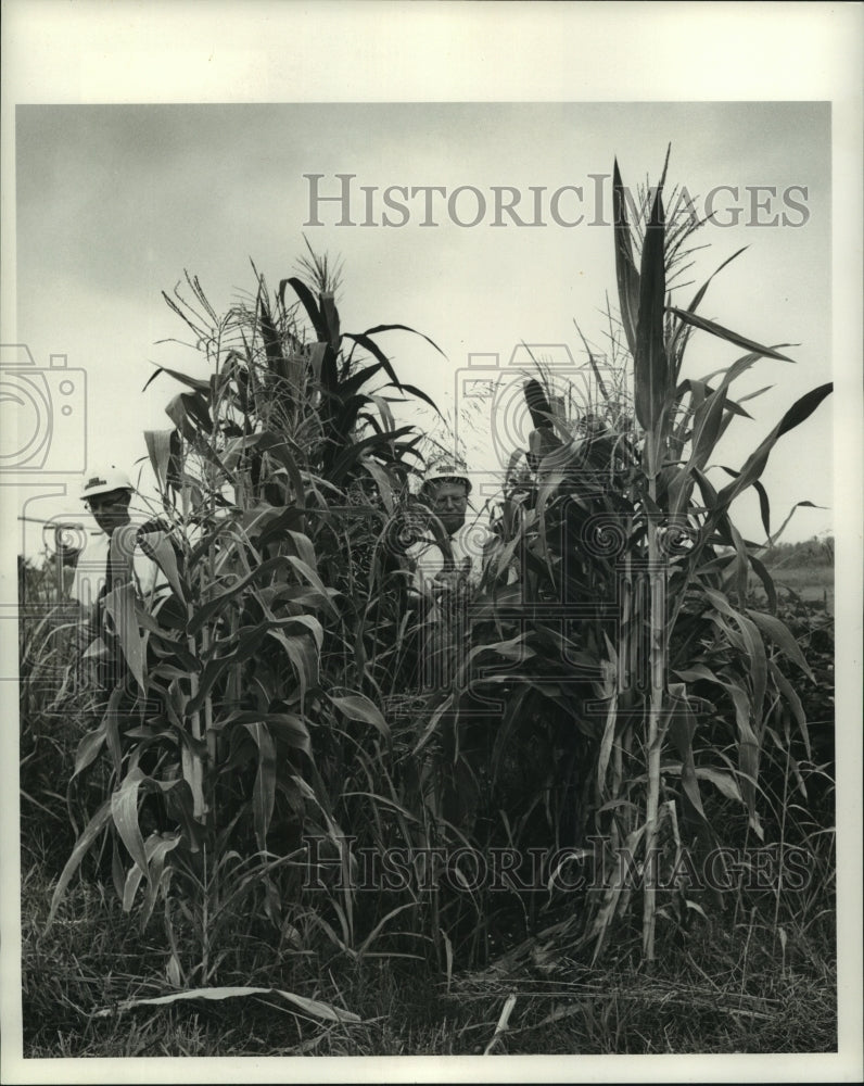 1968 Press Photo Scene from the DuPont Pontchartrain Works - noa95501