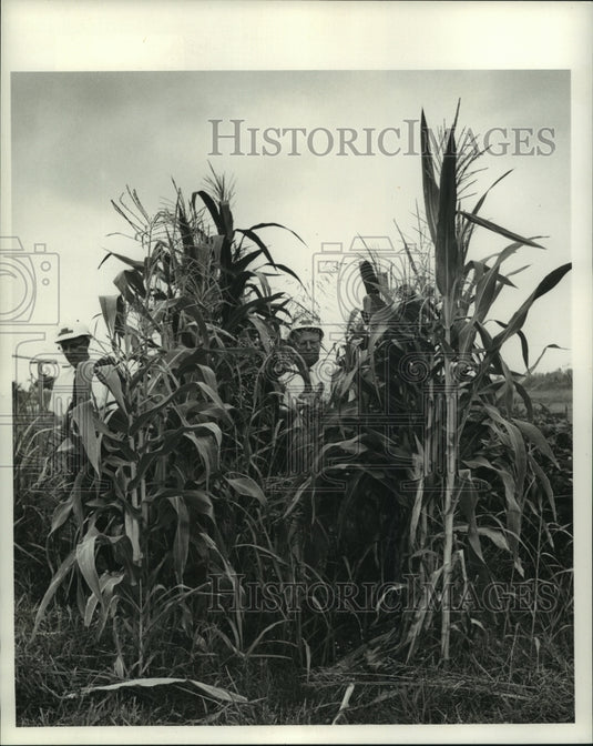 1968 Press Photo Scene from the DuPont Pontchartrain Works - noa95501