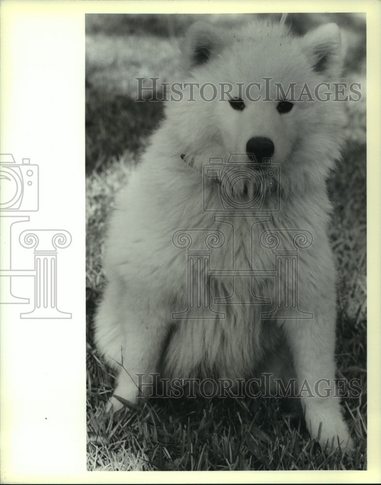  Press Photo This registered male Samoyed is available for adoption.- Historic Images