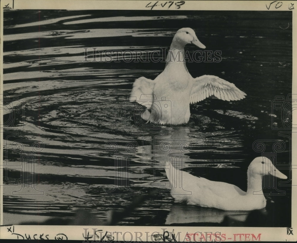 1976 Press Photo Ducks in Lake at Audubon Park - nob00738