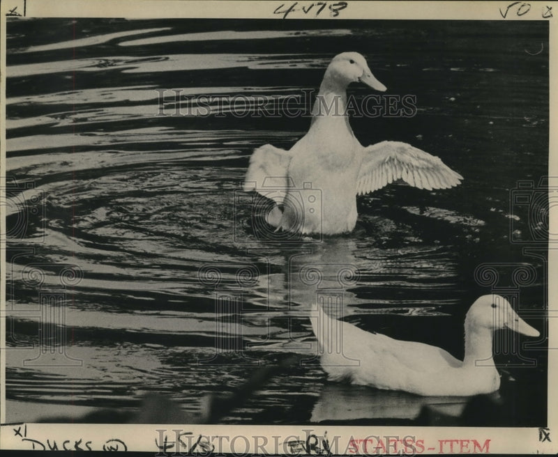 Load image into Gallery viewer, 1976 Press Photo Ducks in Lake at Audubon Park - nob00738

